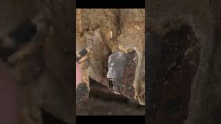 Double fossil shark tooth find #fossil #sharktooth #geology
