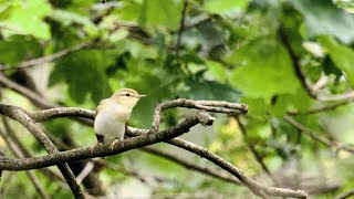 De twee liedjes van de fluiter (Phylloscopus sibilatrix)