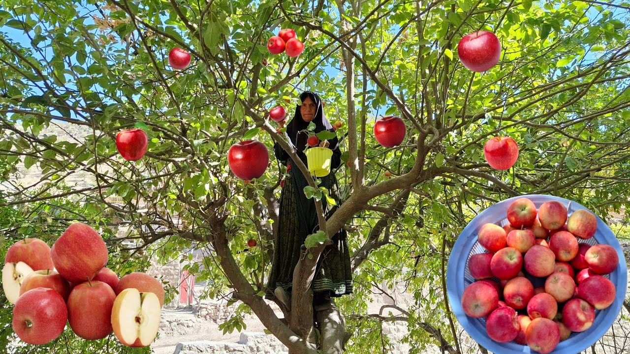 Сбор диких яблок 🍎 в садах Загроса 🌿 | Кочевая жизнь в Иране