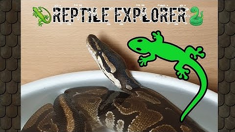 Ball python in water bowl