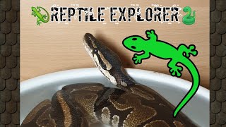 Ball python in water bowl