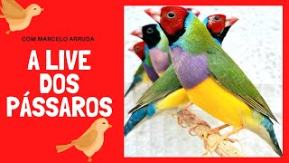 AVES E PASSAROS DICAS DE CRIAÇÃO PRÁTICA DAS AVES  COM MARCELO ARRUDA | ARRUDA AVES TV | LIVE BIRDS