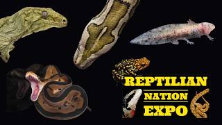 UTAH REPTILE EXPO - REPTILIAN NATION EXPO