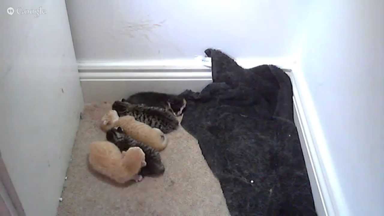 Kitten Camera [LIVE] - YouTube