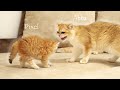 Little kittens meets their older sisters for the first time