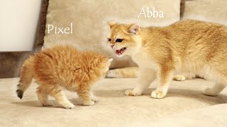 Маленькие котята знакомятся со своими старшим сестрами