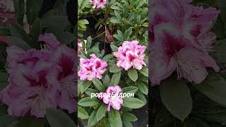Eva park, ландшафтный парк и питомник,ч.2 #осень2025#парк#рододендрон#ниваки#японскийсад#витапочтова