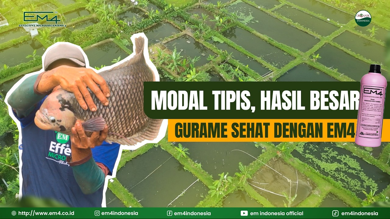 Modal Kecil Untung Besar! Kisah Petani Gurame Sukses 16 Tahun | Budidaya Gurame + EM4