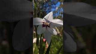 Ацидантера или гладиолус Мюриэл // Acidanteros Gladiolus Murielae