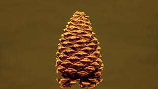 Pine Cone Time Lapse