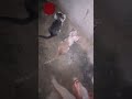 ya pasaron los 30 minutos de descanso a luchar 🐈⚔️🐈