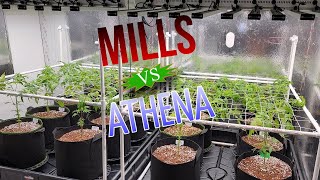 ATHENA vs MILLS -Day 2 VEG - Grow Room Upgrades: light pulley, AC, tray, trellis frame, res tanks...