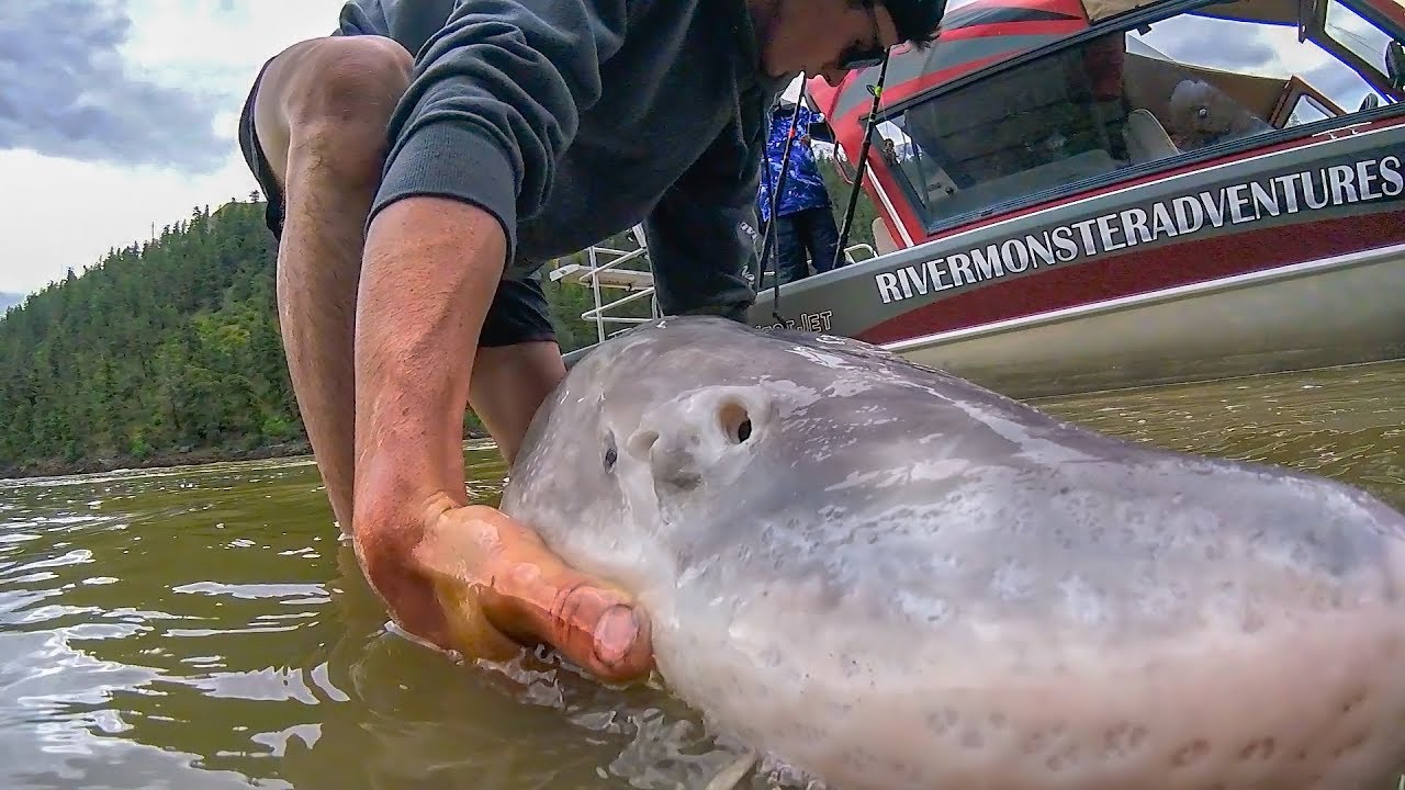WHAT is THIS FISH? CANADIAN MONSTER!!