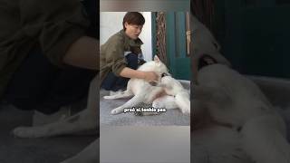 Proč Se Psy Koušou Do Vlastní Tlapky? 😱 (📽:@animal_in_cri...