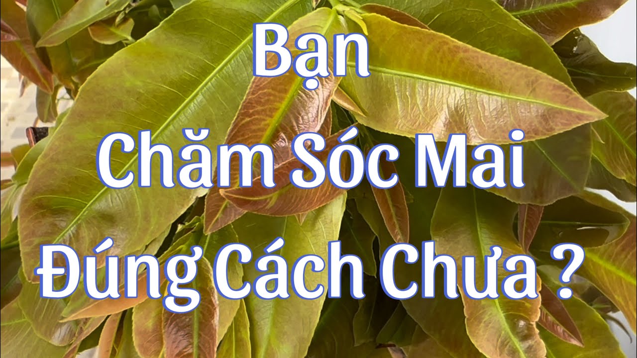 5 Kỹ Thuật Cơ Bản Chăm Sóc Mai .