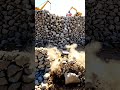 Powerful Excavator Digging a Trench! 🚧 Heavy Equipment in Action