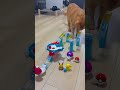 Cat Punches Spinning Pokémon Marble Run… and It Scores! 😹🎯 #asmr #cat #marblerun #pokemon #funny