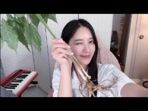 가수 송민경 산삼 먹방 asmr ??? thumbnail