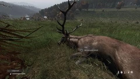 First deer kill in DayZ