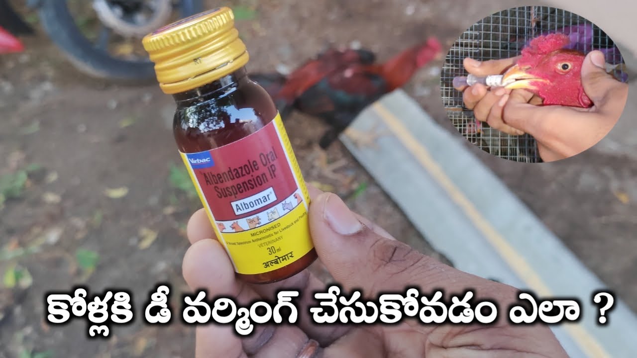 కోడి కడుపులోని నులిపురుగుల సమస్యను ఎలా నివారించుకోవాలి? || Deworming in chickens in Poultry ||