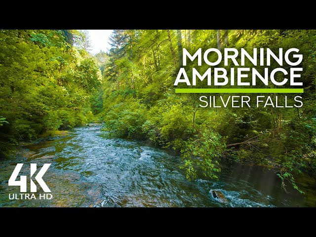 10 HOURS Morning Bird Songs and River Sounds for the Best Start of the Day - Morning River 4K UHD class=