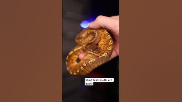 Genetic Test Confirms She is the FIRST! | #ballpython #reptiles #snake #snakes