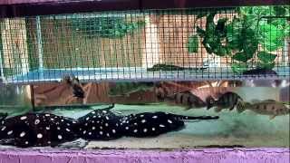 Potamotrygon Leopoldi Cichla Kelberi Feeding Frozen Fish