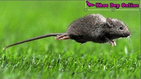 5 Mẹo đuổi chuột không cần gài bẫy hay nuôi mèo