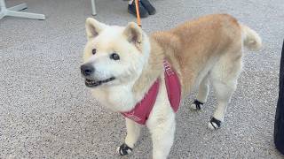 お出かけが嬉しくて、目をキラキラ輝かせる可愛い柴犬、もうすぐ17歳。