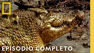 Subestimados Mortales (Episodio Completo) | Noche De Pelea Animal | Nat Geo en Español