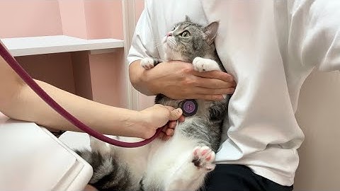 病院で診察されて緊張マックスな猫がこうなっちゃいました…