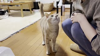 My cat is waiting for the kotatsu to be turned on.