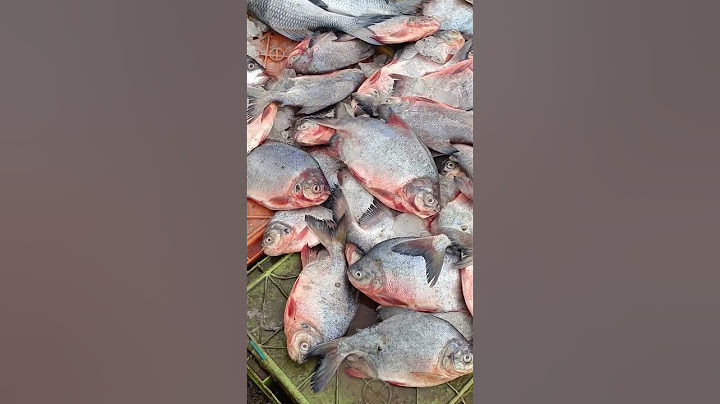 இந்த வகை ஏரி மீன் சாப்பிடலாமா? #fishmarket #fish #fishes #fishing #seafood #sea #pomfretfish