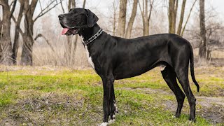 The Amazing World of Great Dane and Disc Dog Competitions Catching Air