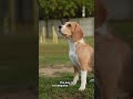 Unlock Your Beagles Nose