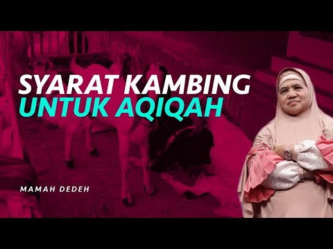 Kambing Buat Aqiqah Anak Perempuan