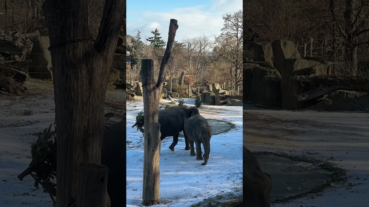 Prague Zoo elephants 