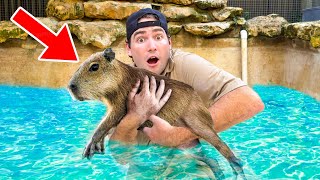 I Got A Capybara !!