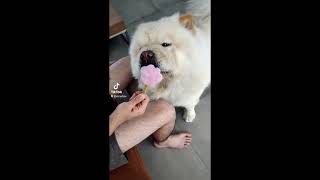 Charlie On Tik Tok (Viral Chow Chow) (3videos in 1)