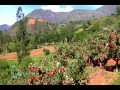 Produccion de manzana