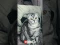funny clip so cute cat animal comedy