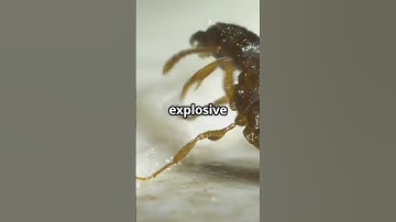What Happens If You Drop an Ant From the Empire State Building?