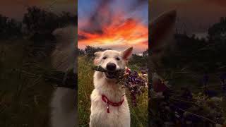 Como Dizer Não Pra Esse Entregador De Flores Tão Fofo?