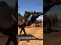 قصة نزول الثلج بالاردن والفطيس بالعراق يرويها حمود السرحاني البلوي