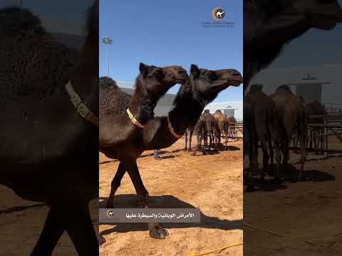 قصة نزول الثلج بالاردن والفطيس بالعراق يرويها حمود السرحاني البلوي