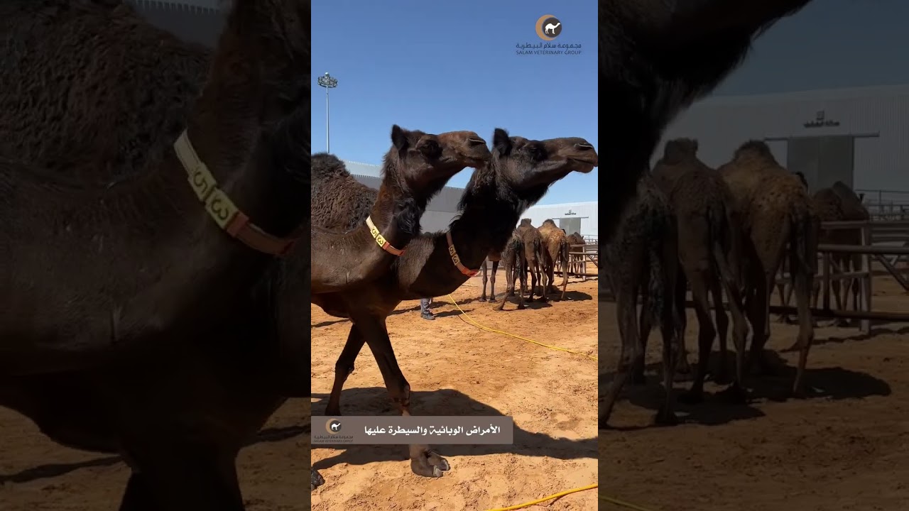 قصة نزول الثلج بالاردن والفطيس بالعراق يرويها حمود السرحاني البلوي