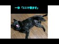 どうしても一緒に寝たい甲斐犬#shorts