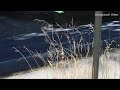 A plant growing by the side of the road