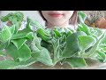 【咀嚼音】海ぶどうのようなプチプチ食感がたまらない"アイスプラント"を食べる【ASMR/EATINGSOUNDS】