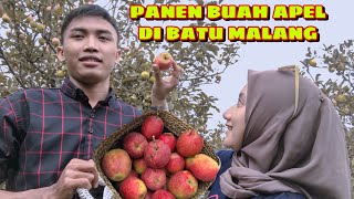 Download Lagu PANEN BUAH APEL DI KEBUN BATU MALANG 😍 || ADEM BANGET MP3